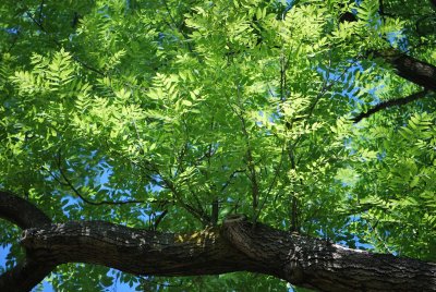 Fraxinus excelsior - jasan ztepilý - větev a listy (25)